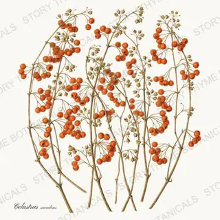 Bittersweet — vintage botanical The Herbarium print on a white background