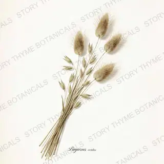 Dried Grasses — vintage botanical The Herbarium print on a white background