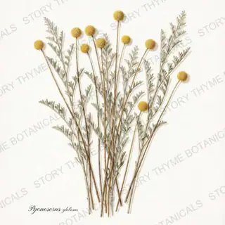 Craspedia — vintage botanical The Herbarium print on a white background
