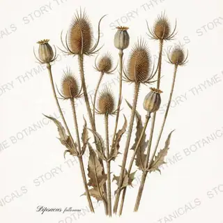 Teasel Poppy — vintage botanical The Herbarium print on a white background