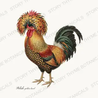 Golden Laced Polish — vintage botanical Heritage Breeds print on a white background