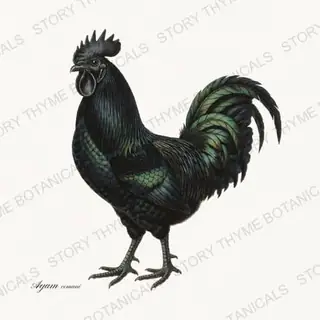 Ayam Cemani — vintage botanical Heritage Breeds print on a white background