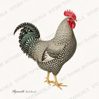 Barred Plymouth Rock, a vintage-style print from Story Thyme Farms