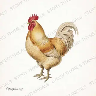 Buff Orpington, a vintage-style print from Story Thyme Farms
