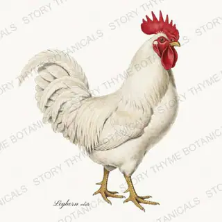 White Leghorn, a vintage-style print from Story Thyme Farms