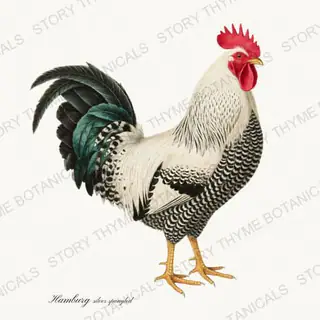 Silver Spangled Hamburg — vintage botanical Heritage Breeds print on a white background