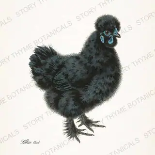 Black Silkie, a vintage-style print from Story Thyme Farms