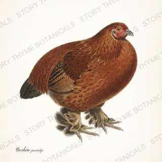 Partridge Cochin, a vintage-style print from Story Thyme Farms