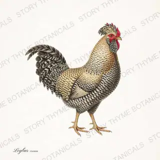 Cream Legbar, a vintage-style print from Story Thyme Farms