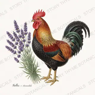 Rooster Lavender — vintage botanical Heritage Breeds II & Rooster Gardens print on a white background
