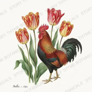 Rooster Tulips — vintage botanical Heritage Breeds II & Rooster Gardens print on a white background
