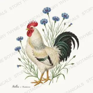 Rooster Cornflowers — vintage botanical Heritage Breeds II & Rooster Gardens print on a white background