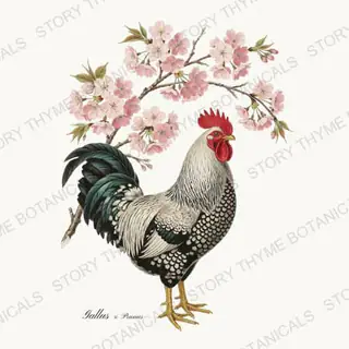 Rooster Cherry Blossom — vintage botanical Heritage Breeds II & Rooster Gardens print on a white background