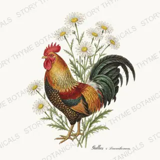 Rooster Daisies — vintage botanical Heritage Breeds II & Rooster Gardens print on a white background
