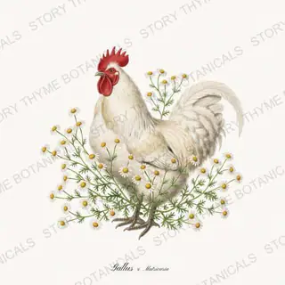 Rooster Chamomile — vintage botanical Heritage Breeds II & Rooster Gardens print on a white background