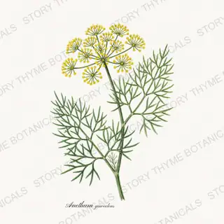 Dill — vintage botanical Herbs, Greenery & Desert print on a white background