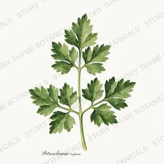 Parsley — vintage botanical Herbs, Greenery & Desert print on a white background