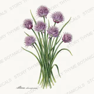 Chives — vintage botanical Herbs, Greenery & Desert print on a white background