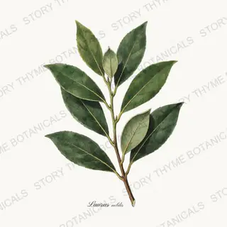 Bay Laurel — vintage botanical Herbs, Greenery & Desert print on a white background