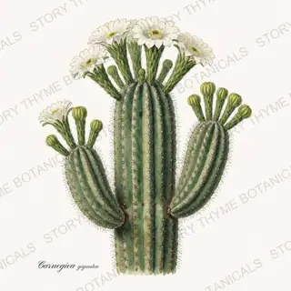 Saguaro — vintage botanical Herbs, Greenery & Desert print on a white background