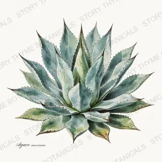 Agave — vintage botanical Herbs, Greenery & Desert print on a white background