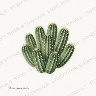 Organ Pipe — vintage botanical Herbs, Greenery & Desert print on a white background