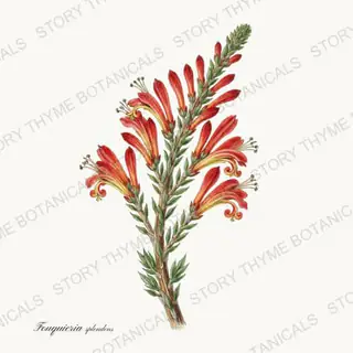 Ocotillo — vintage botanical Herbs, Greenery & Desert print on a white background