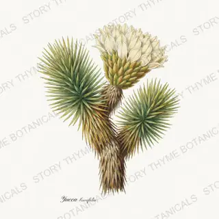 Joshua Tree — vintage botanical Herbs, Greenery & Desert print on a white background