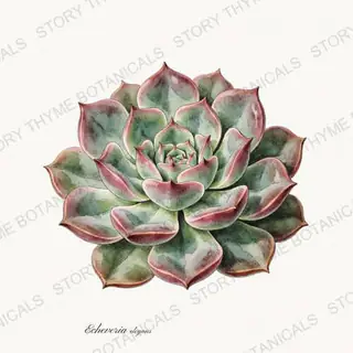 Echeveria — vintage botanical Herbs, Greenery & Desert print on a white background