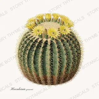 Golden Barrel — vintage botanical Herbs, Greenery & Desert print on a white background