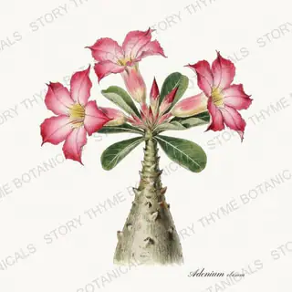 Desert Rose — vintage botanical Herbs, Greenery & Desert print on a white background