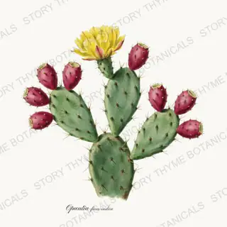 Prickly Pear — vintage botanical Herbs, Greenery & Desert print on a white background