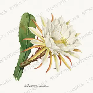 Night Cereus — vintage botanical Herbs, Greenery & Desert print on a white background