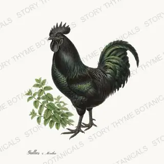 Rooster Mint — vintage botanical Herbal Garden Roosters print on a white background