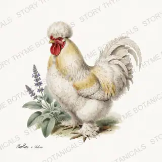 Rooster Sage — vintage botanical Herbal Garden Roosters print on a white background