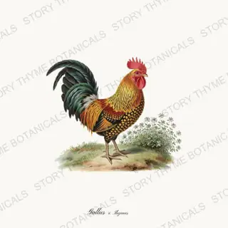 Rooster Thyme — vintage botanical Herbal Garden Roosters print on a white background