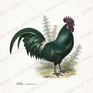 Rooster Rosemary — vintage botanical Herbal Garden Roosters print on a white background