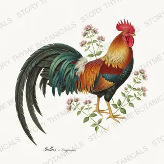 Rooster Oregano — vintage botanical Herbal Garden Roosters print on a white background