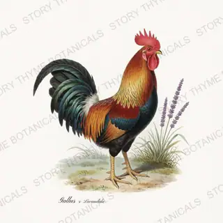 Rooster Lavender — vintage botanical Herbal Garden Roosters print on a white background