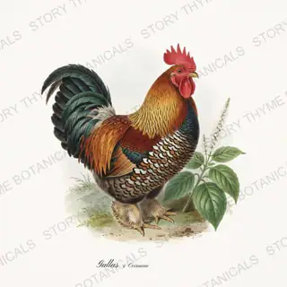 Rooster Basil — vintage botanical Herbal Garden Roosters print on a white background