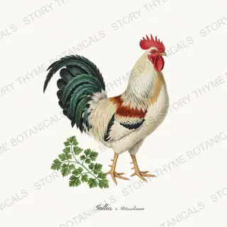 Rooster Parsley — vintage botanical Herbal Garden Roosters print on a white background
