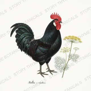 Rooster Dill — vintage botanical Herbal Garden Roosters print on a white background