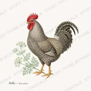 Rooster Coriander — vintage botanical Herbal Garden Roosters print on a white background