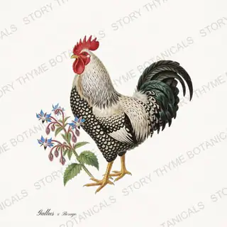 Rooster Borage — vintage botanical Herbal Garden Roosters print on a white background