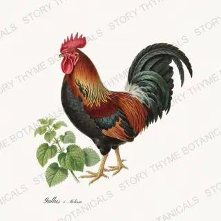 Rooster Lemonbalm — vintage botanical Herbal Garden Roosters print on a white background