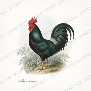 Rooster Wormwood — vintage botanical Herbal Garden Roosters print on a white background
