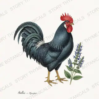 Rooster Hyssop — vintage botanical Herbal Garden Roosters print on a white background