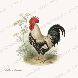 Rooster Fennel — vintage botanical Herbal Garden Roosters print on a white background
