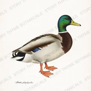 Mallard — vintage botanical The Lodge Collection Vol. 1 print on a white background