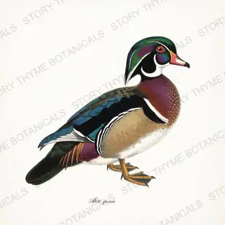 Wood Duck — vintage botanical The Lodge Collection Vol. 1 print on a white background